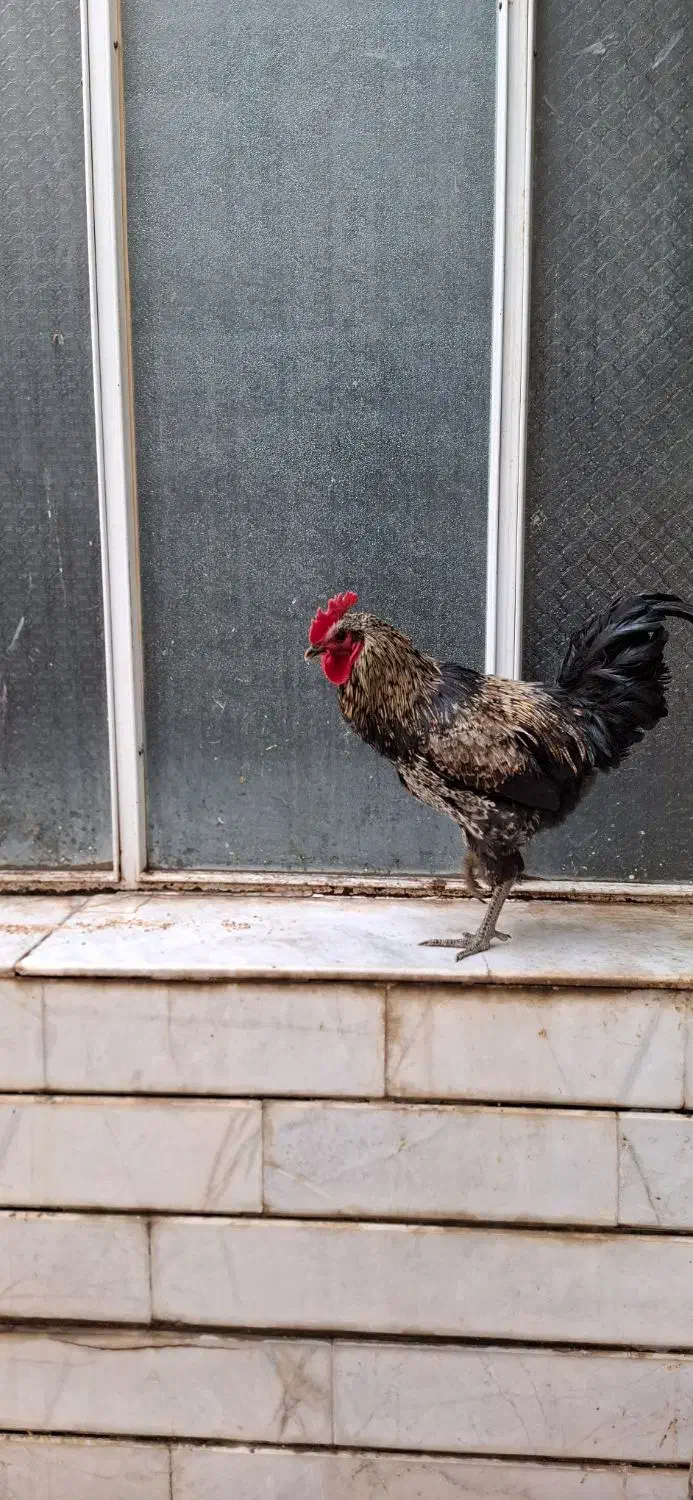 خروس جهادی جوان|حیوانات مزرعه|خمینی‌شهر, |دیوار