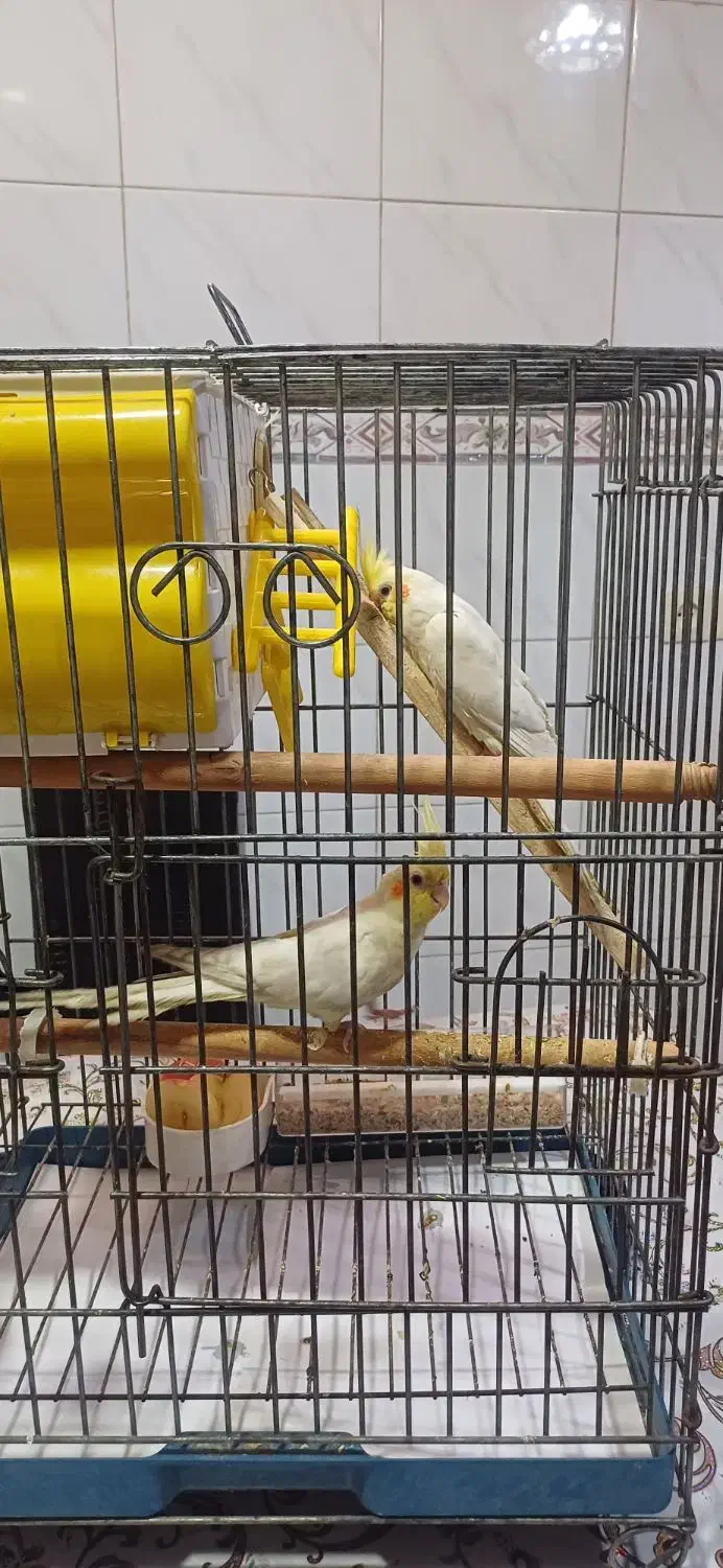 فروش یک جفت طوطی عروس بالغ  نر و ماده|پرنده|بهبهان, |دیوار