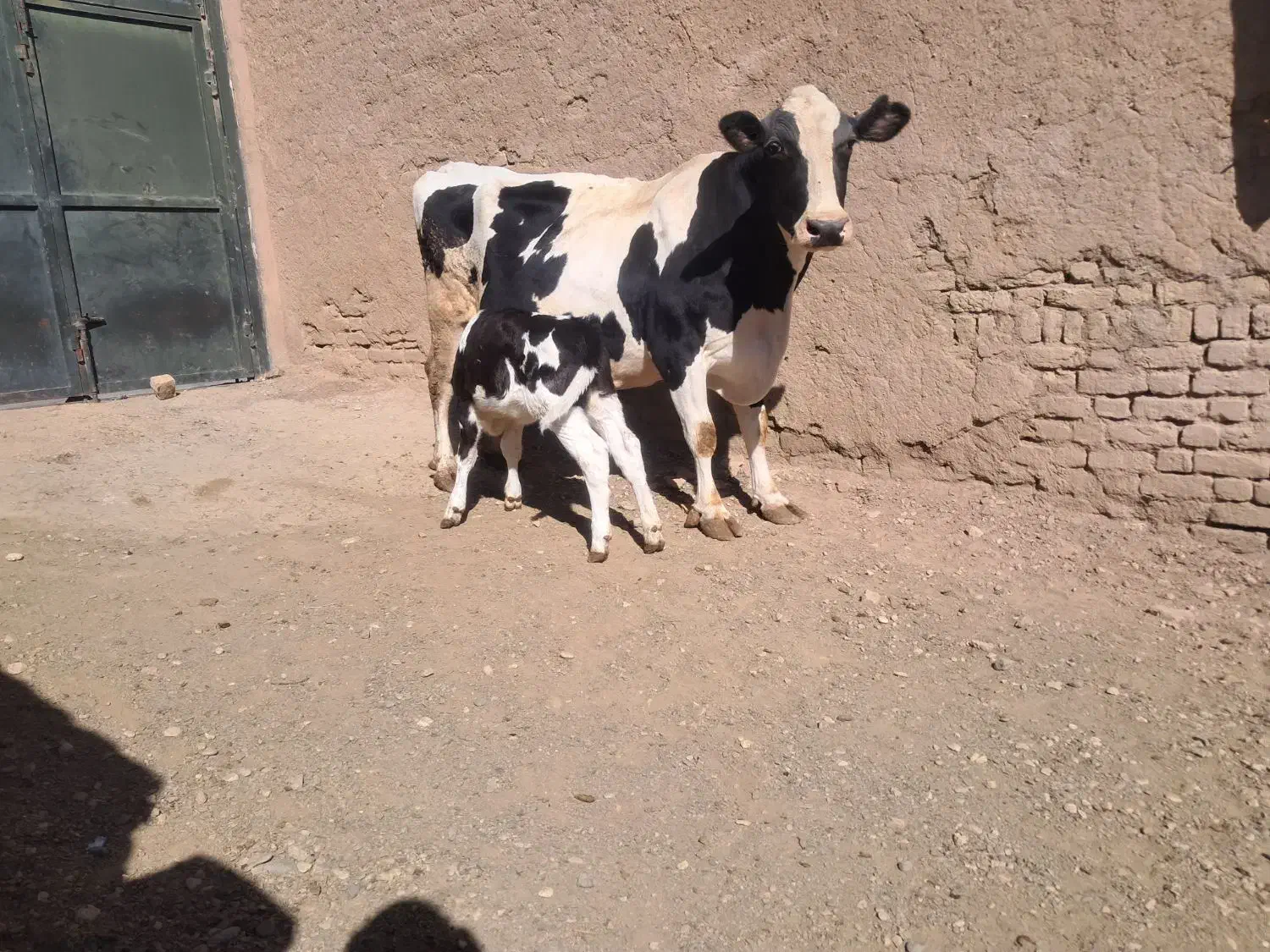 گاو شیری با گوساله ماده|حیوانات مزرعه|قیدار, |دیوار