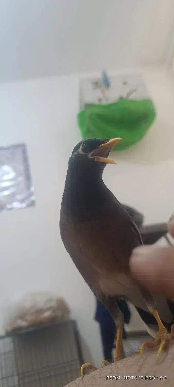 مرغ مینا|پرنده|بندر امام خمینی, |دیوار