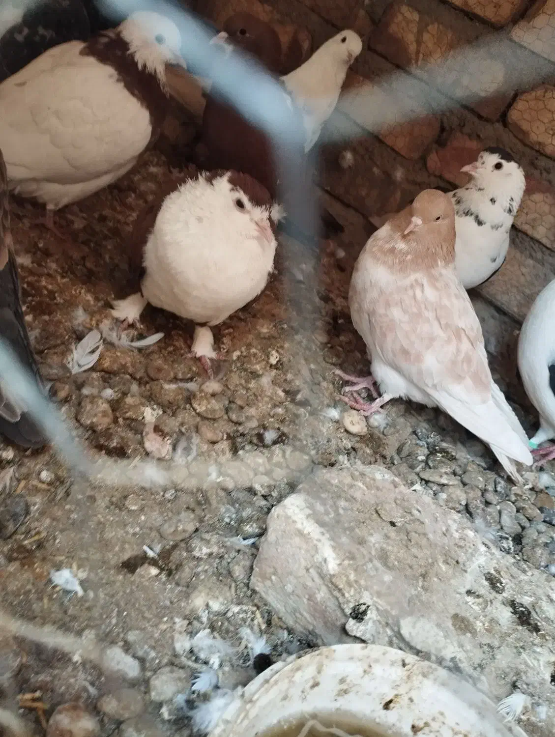 کفتر عالی|پرنده|هامون, |دیوار