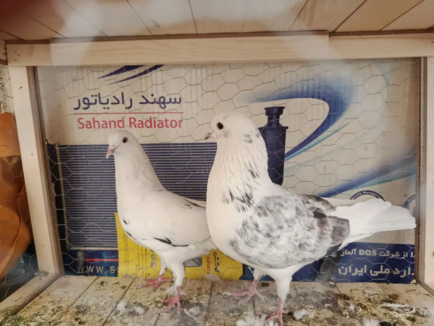 کفتر پرشی|پرنده|شاهین‌شهر, حاجی آباد|دیوار