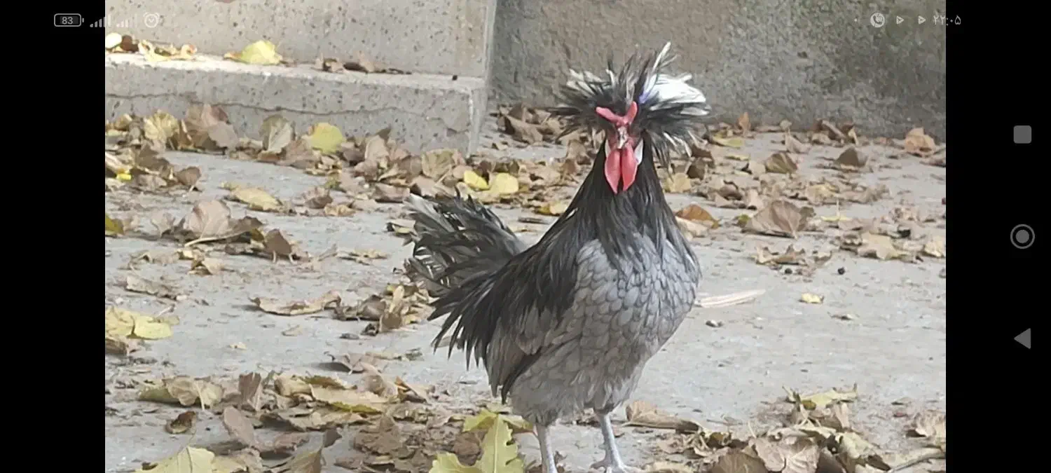 خروس لهستانی اصیل و سالم|حیوانات مزرعه|سنندج, |دیوار