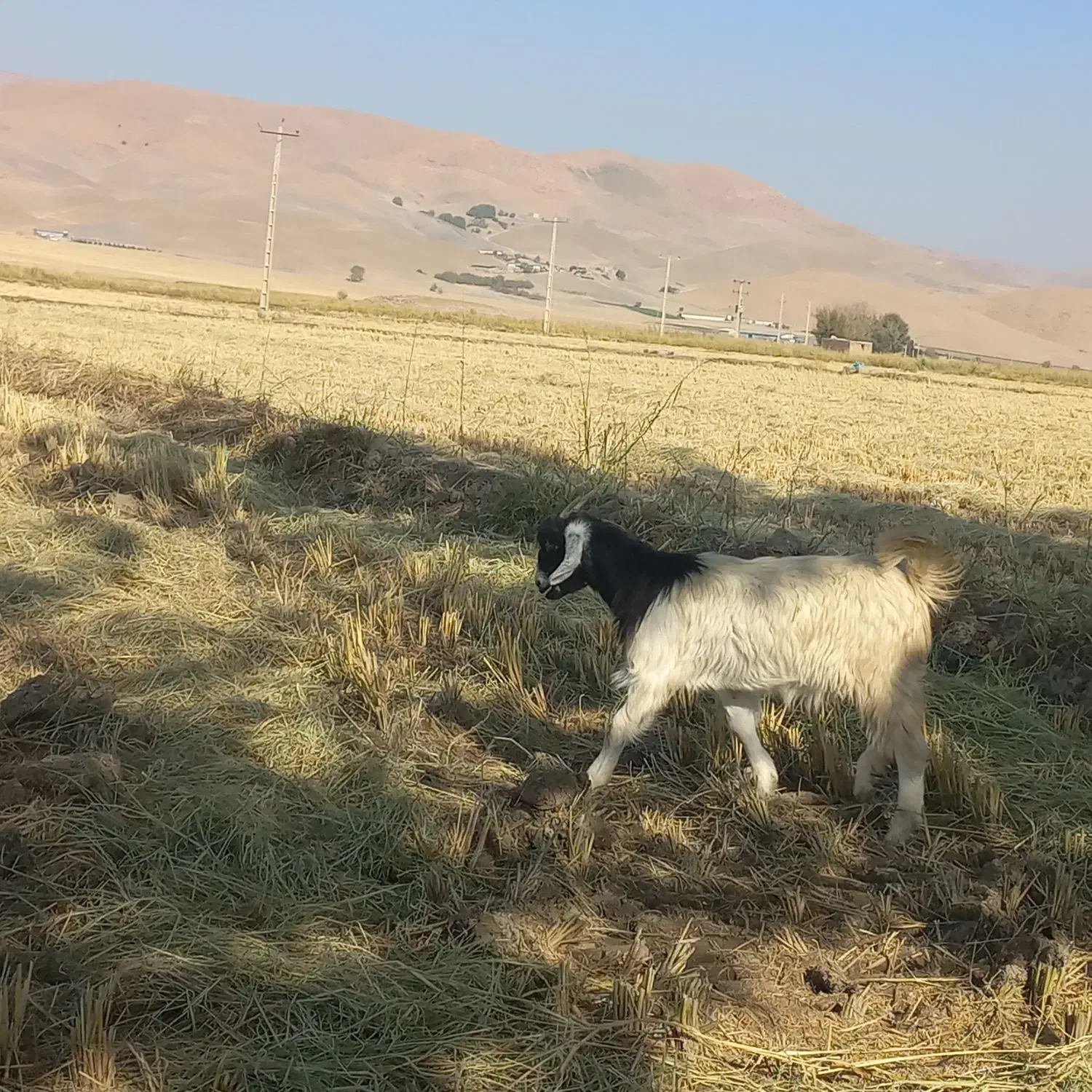 بز و چپش|حیوانات مزرعه|سیلاخور, |دیوار