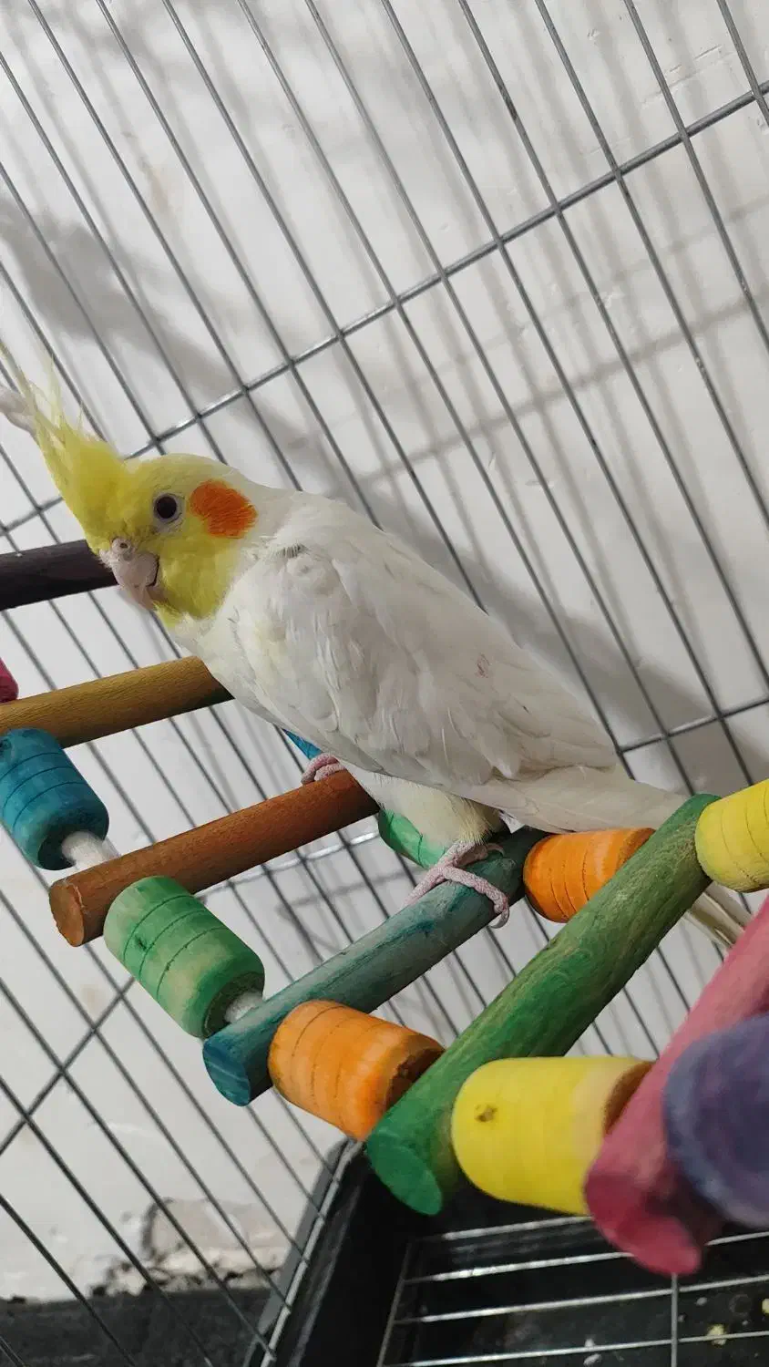 عروس هلندی لوتینو نرباقفس|پرنده|شریفآباد, |دیوار