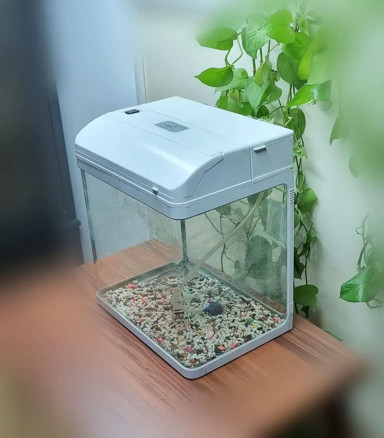 اکواریوم شیشه خم شرکتی ماهیران|ماهی|کرج, دولتآباد|دیوار