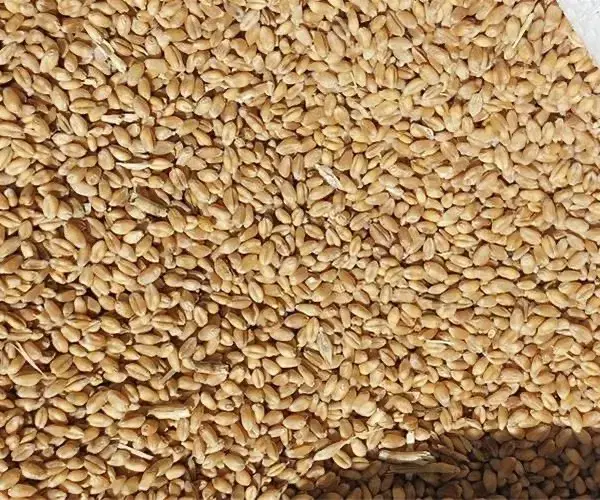 گندم نان|خوردنی و آشامیدنی|بروجن, |دیوار