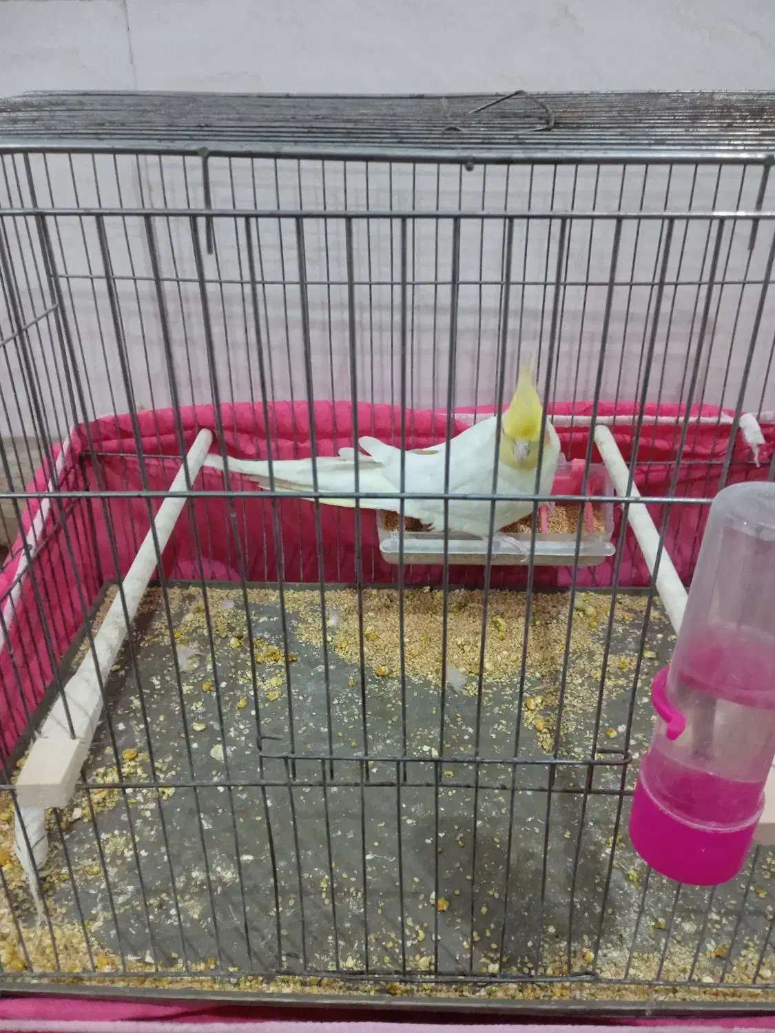 عروس|پرنده|ایذه, |دیوار