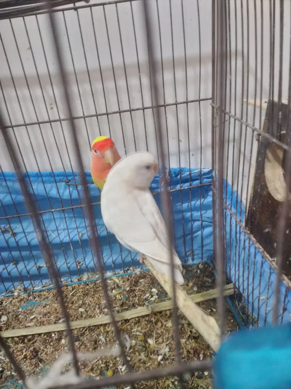 طوطی برزیلی|پرنده|بندر ماهشهر, |دیوار