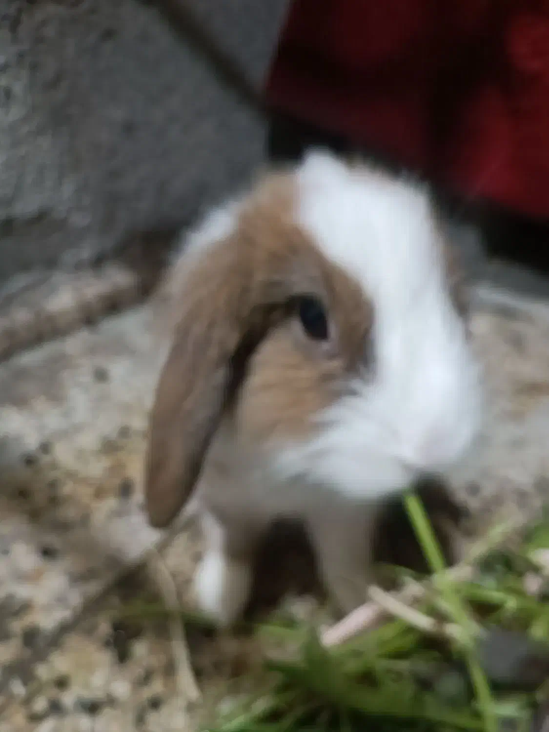 خرگوش لپ|موش و خرگوش|بندرعباس, |دیوار