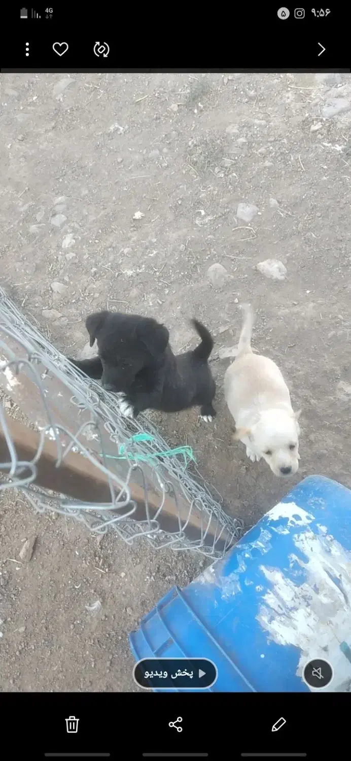 توله پاکوتاه|سگ|مرند, |دیوار