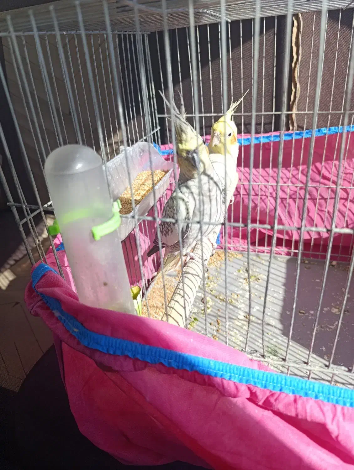 عروس هلندی مولد|پرنده|تهران, کوی بیمه|دیوار