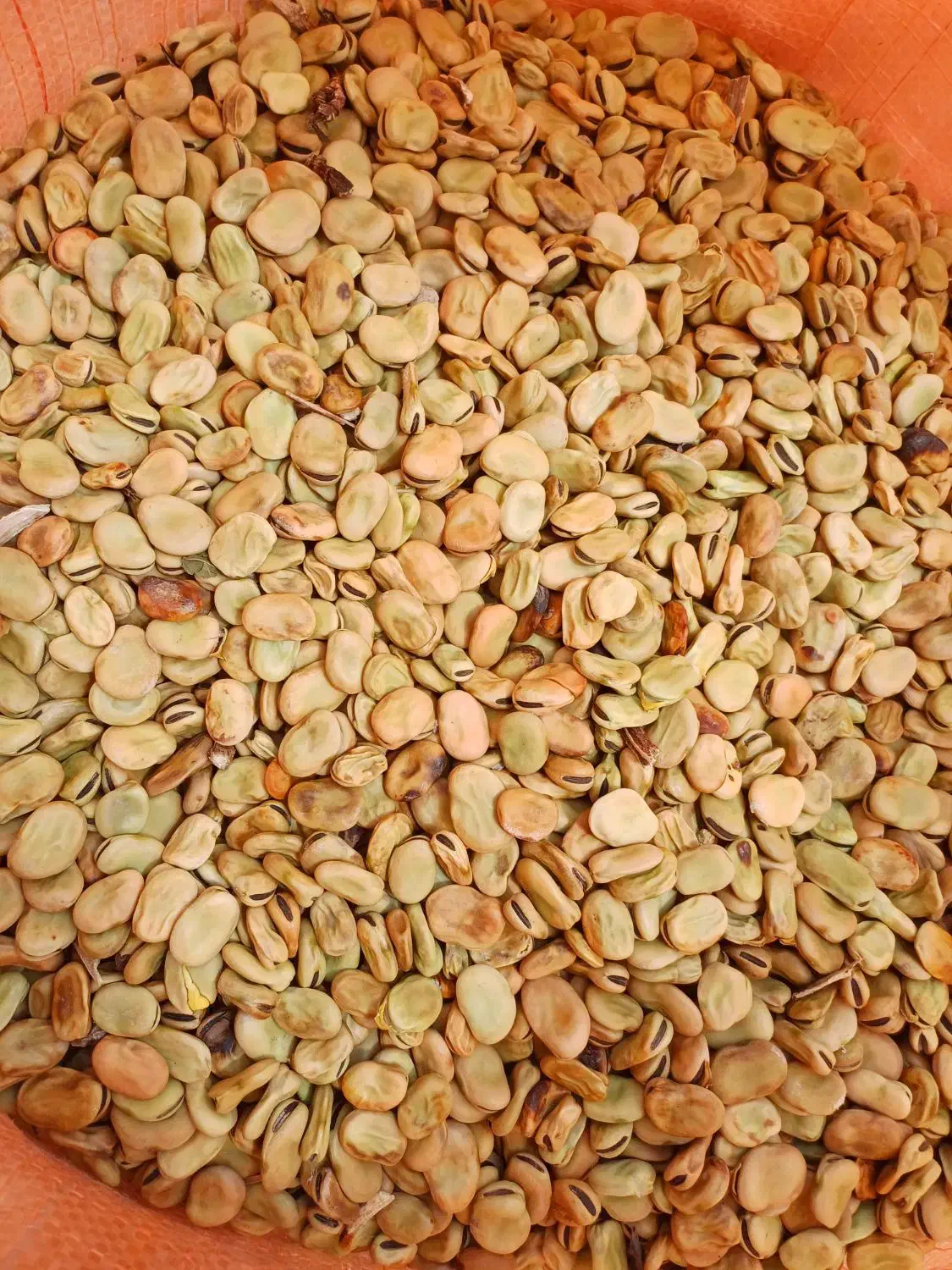 بذر پاخلا|خدمات باغبانی و درختکاری|پارسآباد, |دیوار