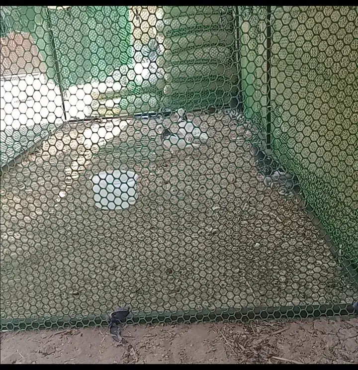 قفس آهنی در شادگان|لوازم جانبی حیوانات|شادگان, |دیوار