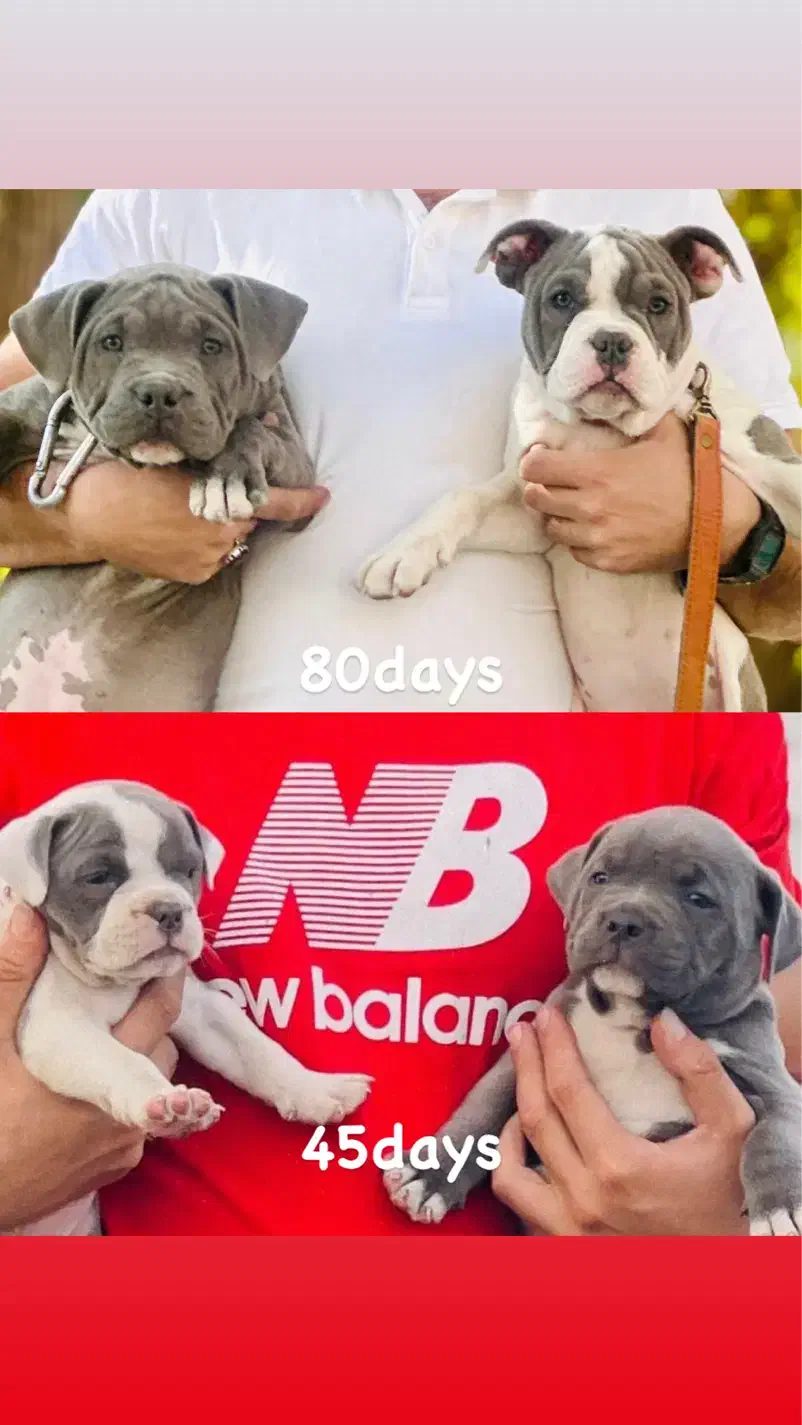 امریکن بولداک اصیل و خاص|سگ|کرمانشاه, |دیوار