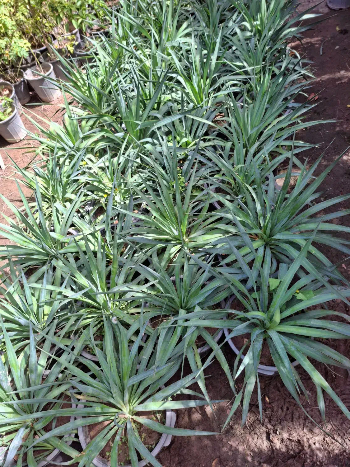 گیاه یوکا باغچه ای سطل۱۰|گل و گیاه طبیعی|تهران, عباسآباد|دیوار