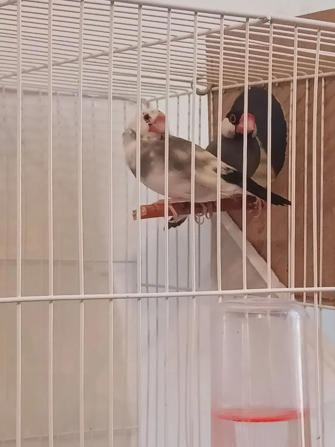 فنج نرگسی جفت|پرنده|مشهد, بهاران|دیوار