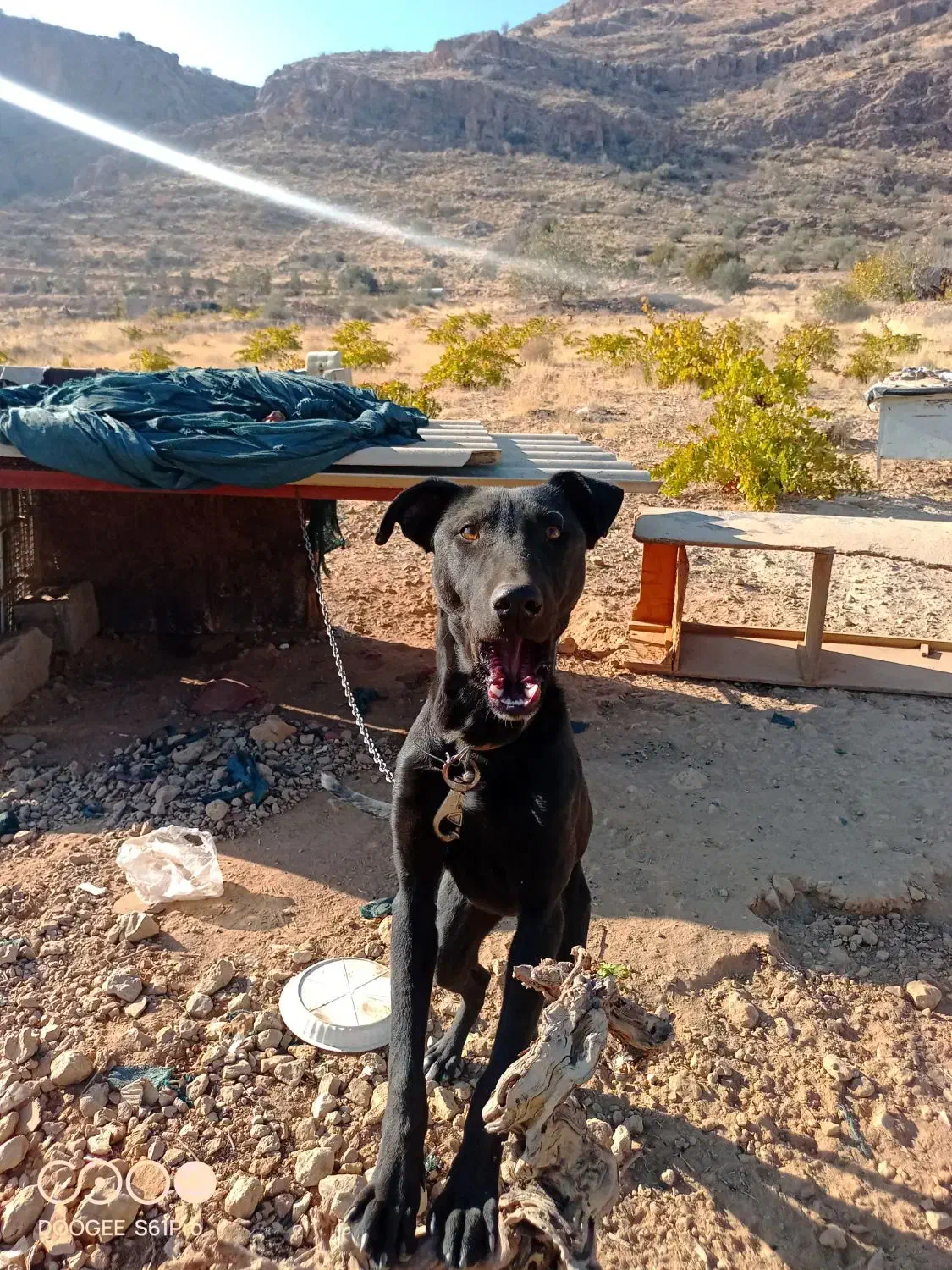 واگذاری سگ دوبرمن|سگ|شیراز, حومه شیراز|دیوار