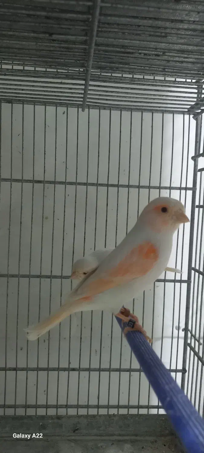 قناری موزاییکی و سوخته|پرنده|بهار, |دیوار