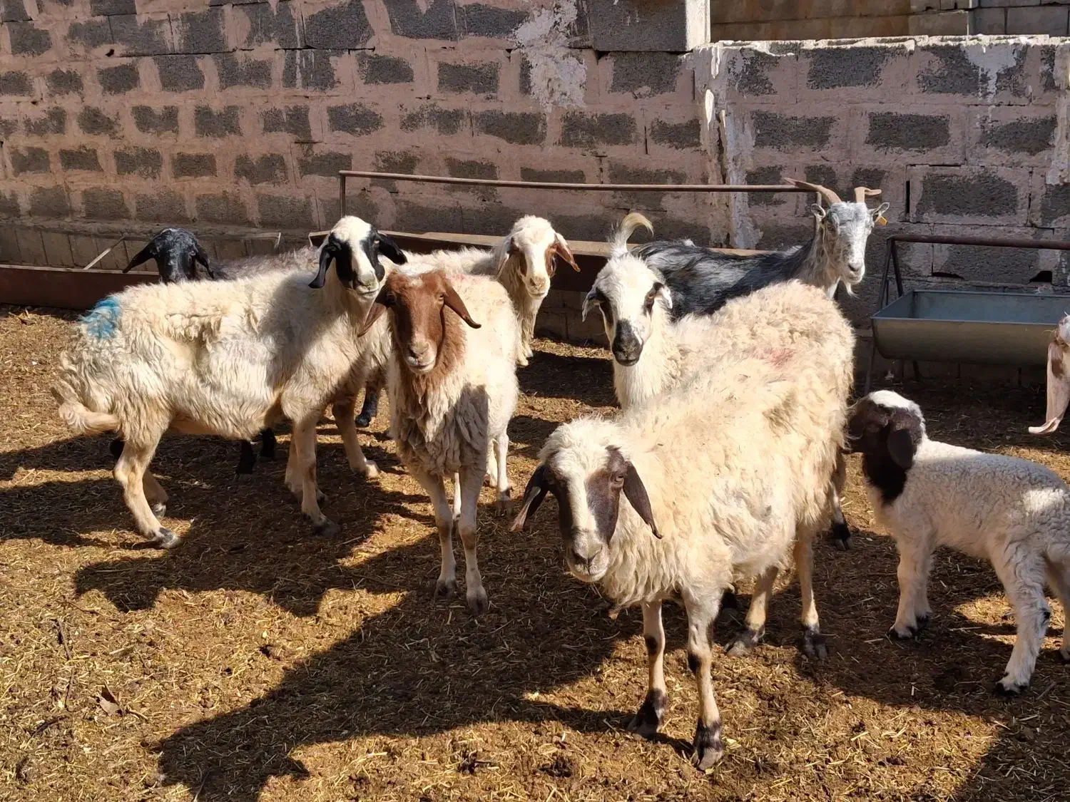 میش آبستن بره دار|حیوانات مزرعه|خمینی‌شهر, |دیوار