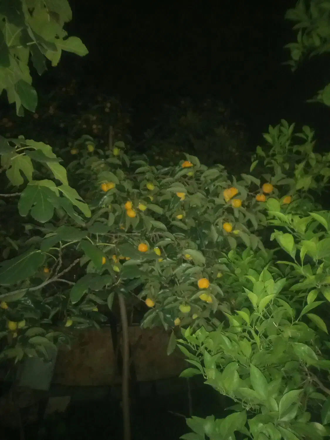 پرتقال تامسون|خوردنی و آشامیدنی|نوشهر, |دیوار