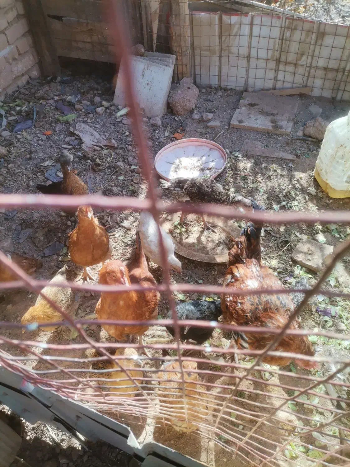 10 عدد جوجه مرغ|حیوانات مزرعه|پاکدشت, پارچین|دیوار