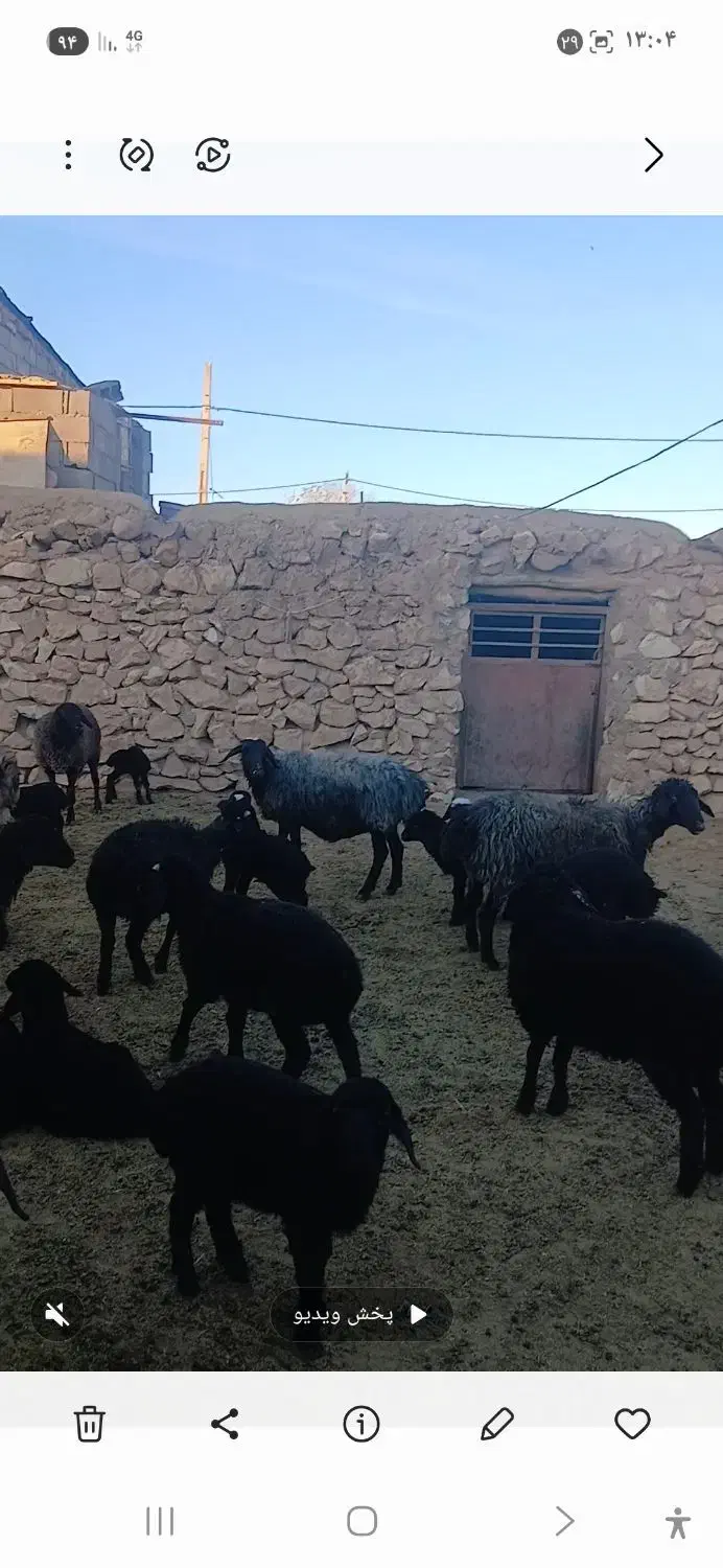 بره شیری دو روزه|حیوانات مزرعه|زرندیه, |دیوار