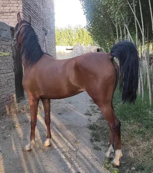 اسب مادیان ۳ سال|اسب و تجهیزات اسبسواری|تهران, جوادیه|دیوار