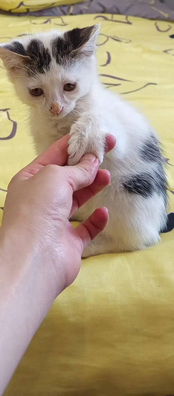 گربه گمشده|گربه|رودهن, |دیوار