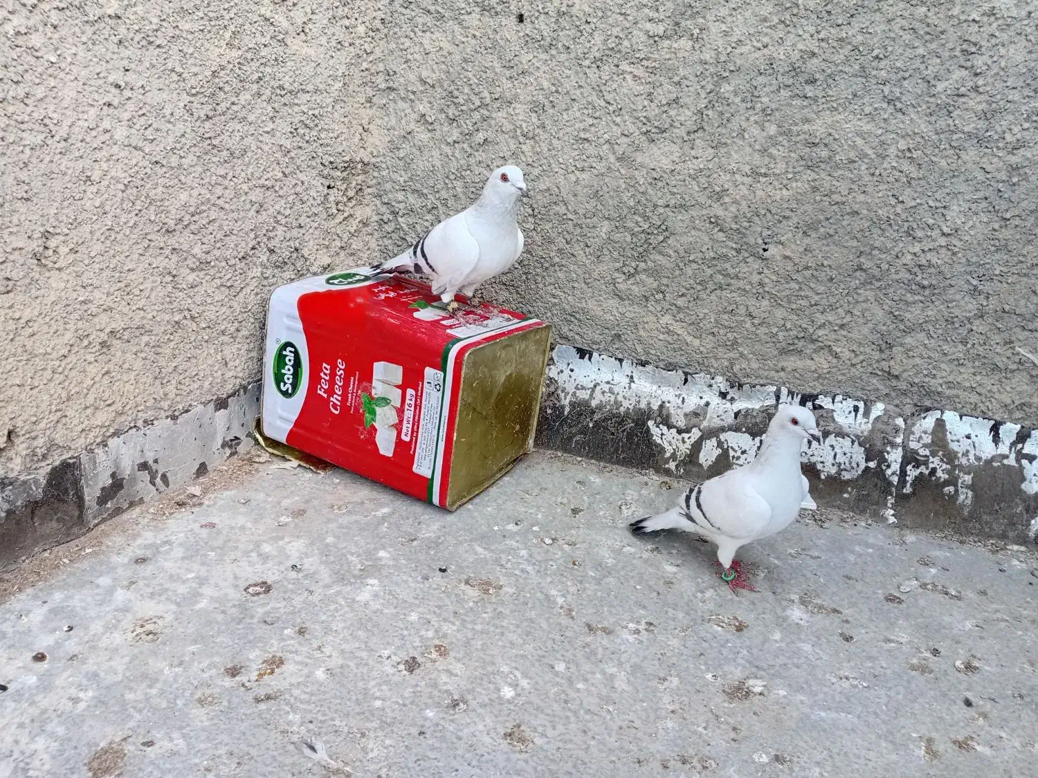 پرنده|پرنده|فاروج, |دیوار