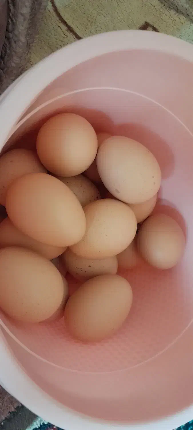 تخم مرغ محلی|خوردنی و آشامیدنی|کرمان, |دیوار