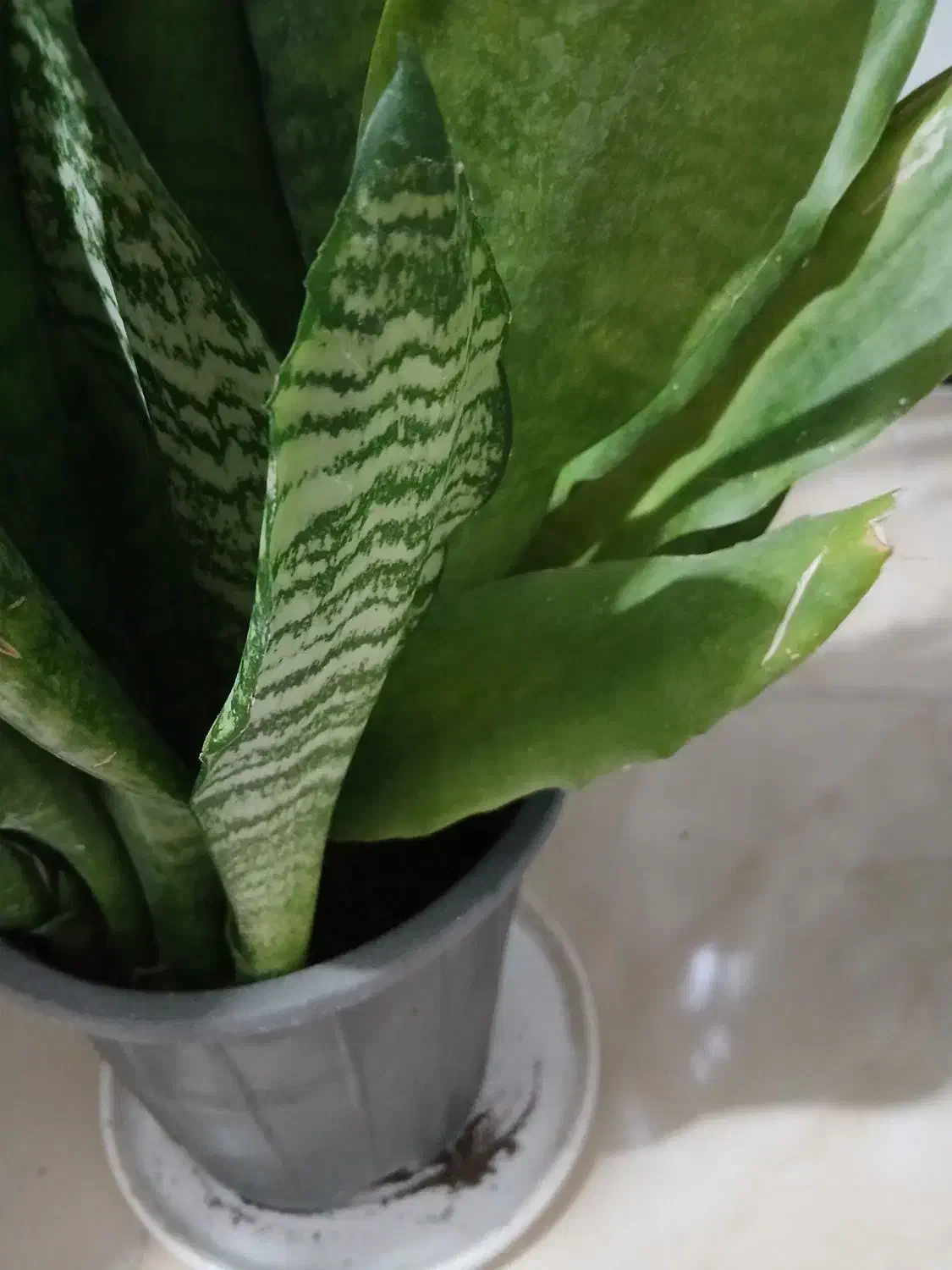 گل سانسوریا|گل و گیاه طبیعی|رشت, پل تالشان|دیوار