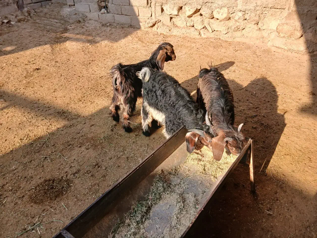 بزغاله‌چاق|حیوانات مزرعه|مهران (ایلام), |دیوار