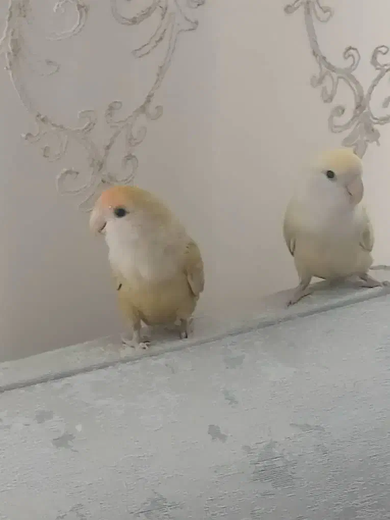 یک جفت طوطی برزیلی|پرنده|کرج, برغان|دیوار
