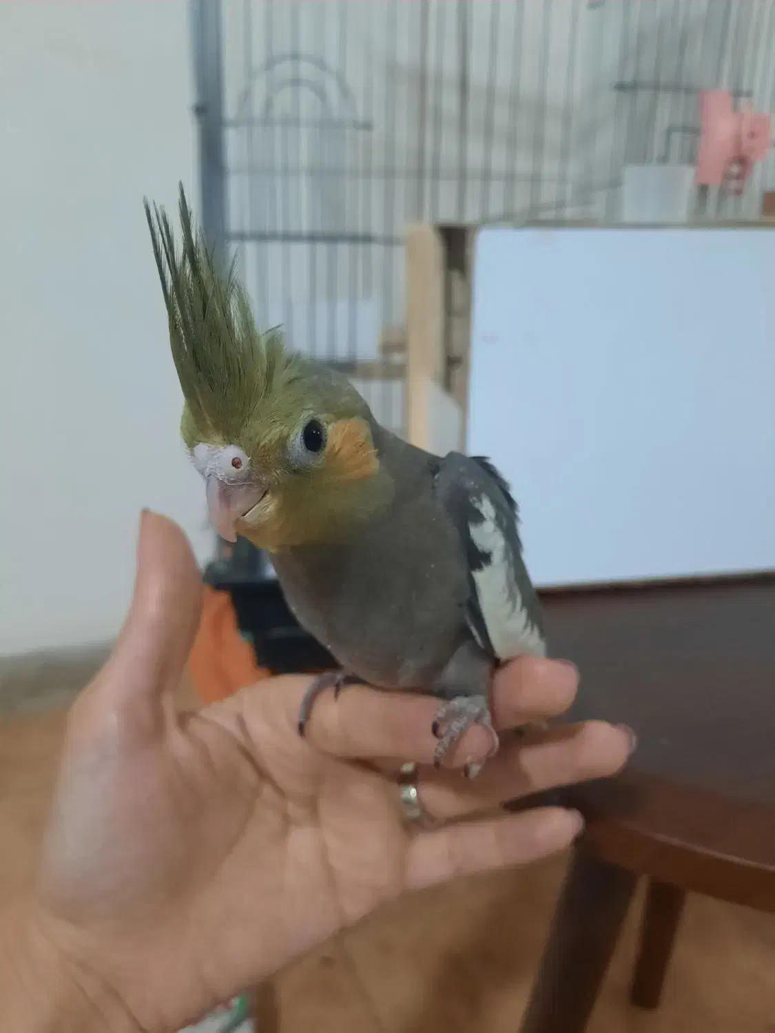 عروس هلندی|پرنده|فردیس, شهرک ناز|دیوار