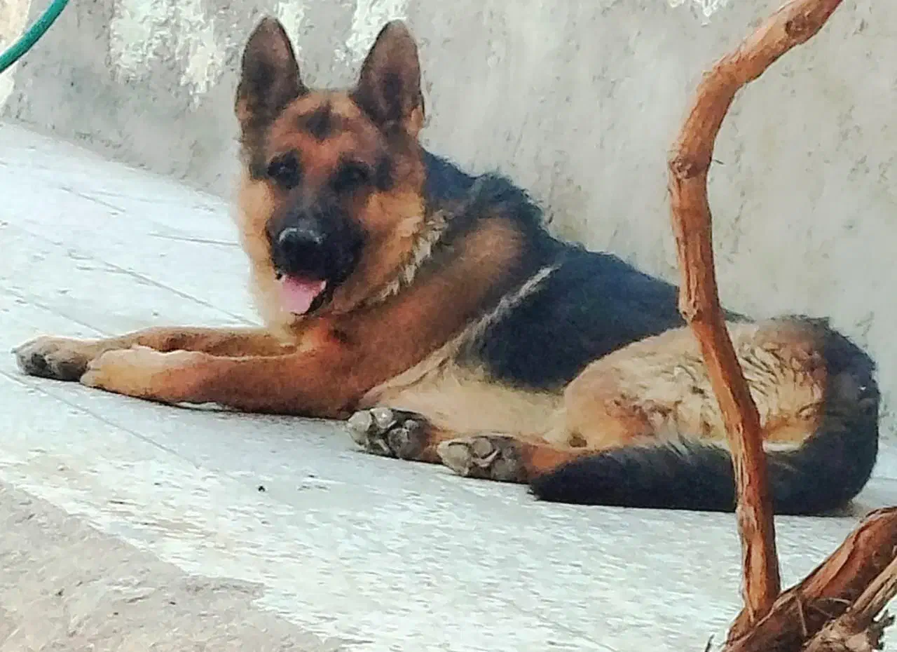 سگ پلیسی اصل|سگ|فسا, |دیوار