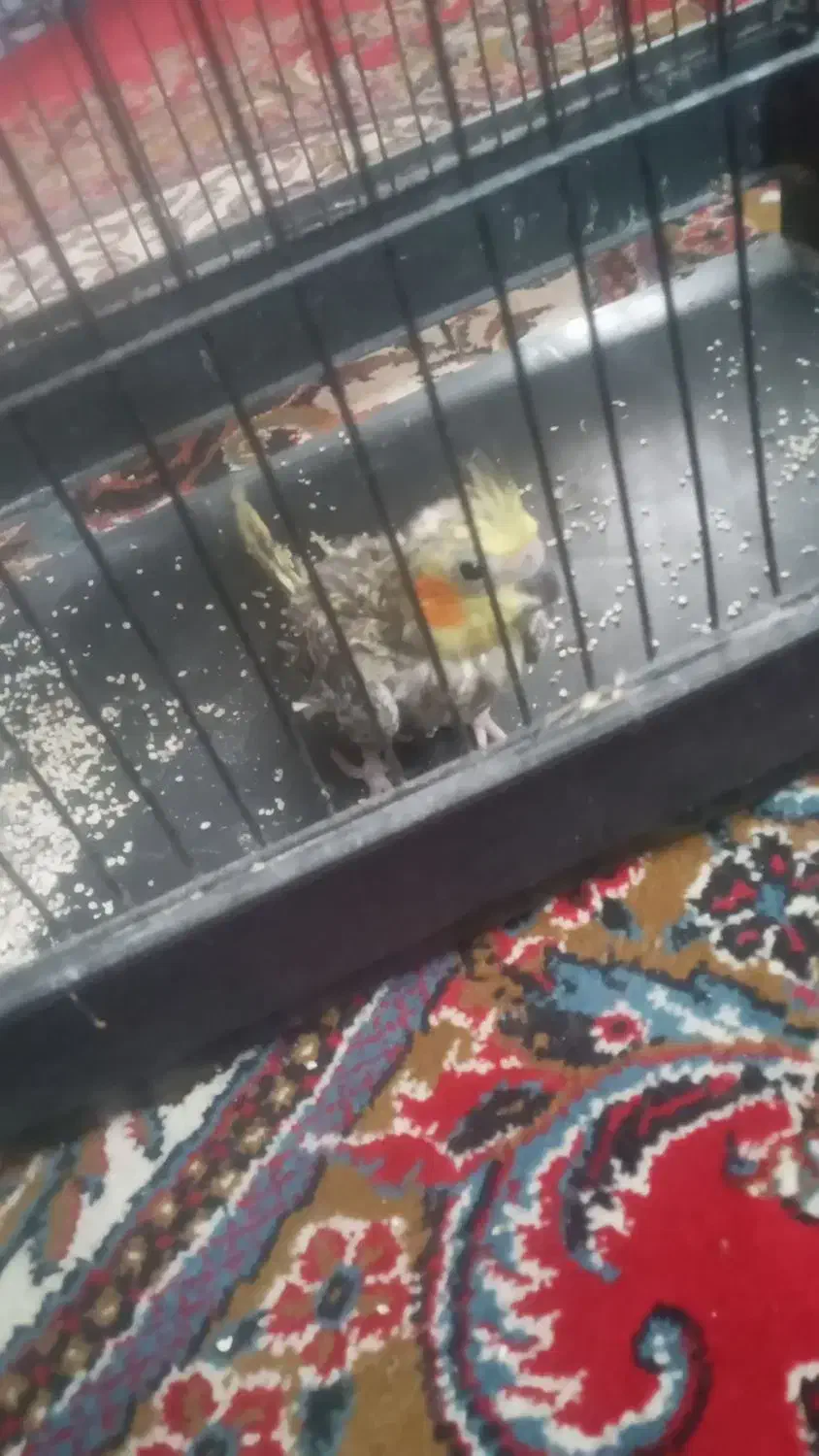 عروس هلندی|پرنده|کردکوی, |دیوار