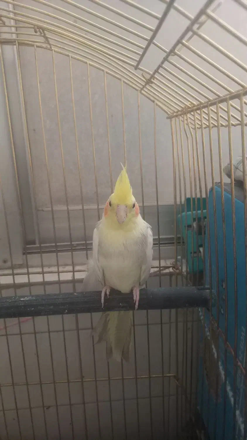 عروس هلندی|پرنده|قم, شاه احمد قاسم|دیوار