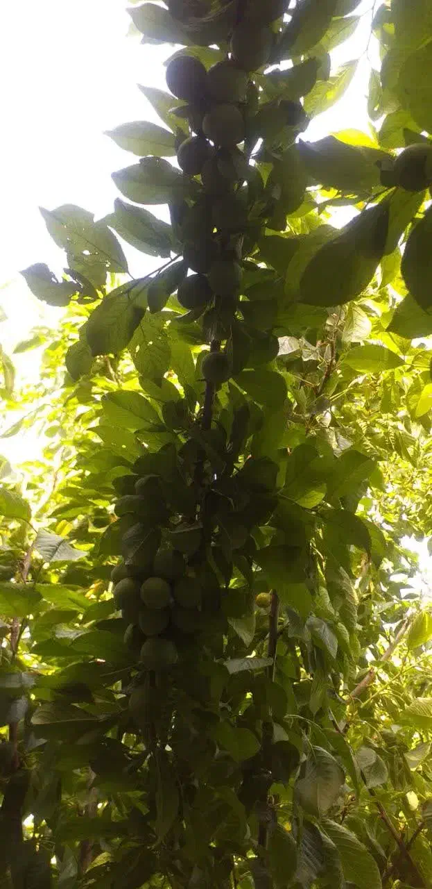 باغچه|فروش زمین و ملک کلنگی|چهاردانگه (تهران), |دیوار