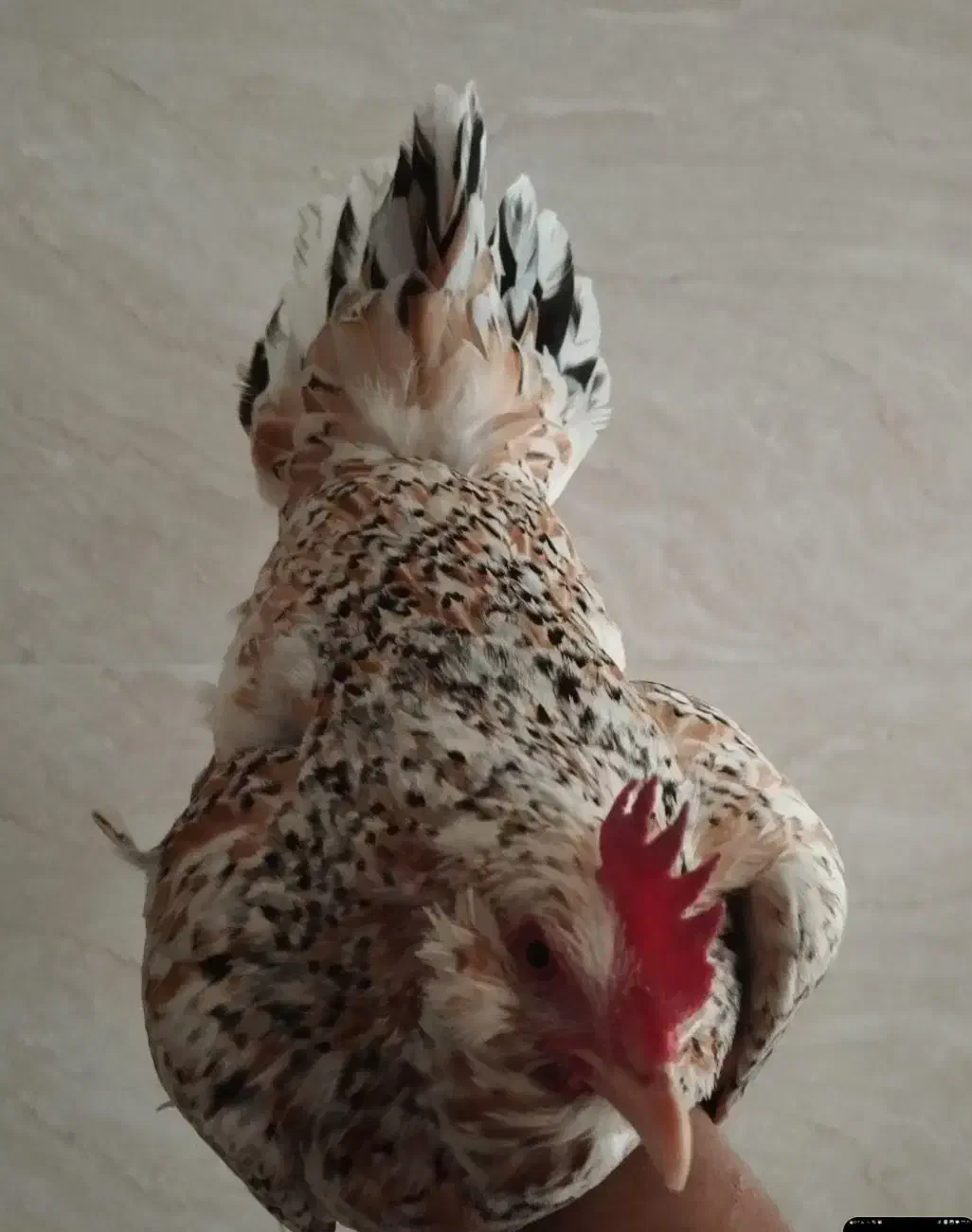 مرغ گلین|حیوانات مزرعه|محمدشهر, کوی بهار|دیوار