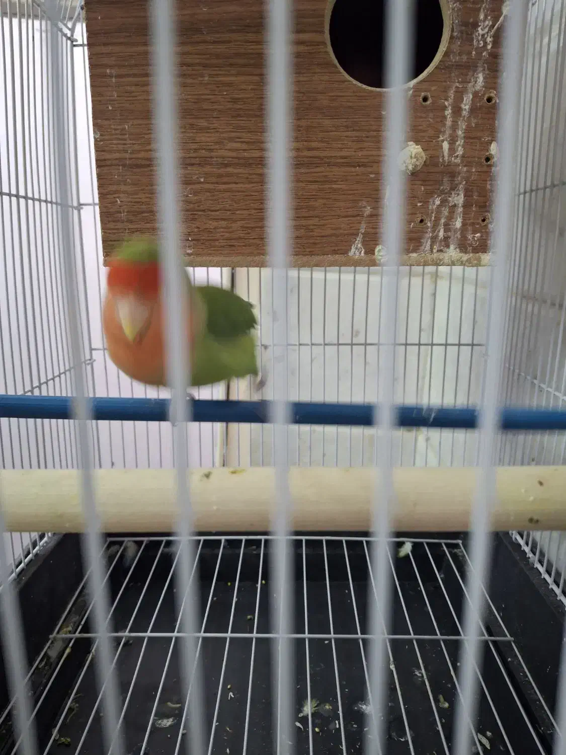 یه جفت طوطی برزیلی کاملا رام و دستی|پرنده|باقرشهر, |دیوار