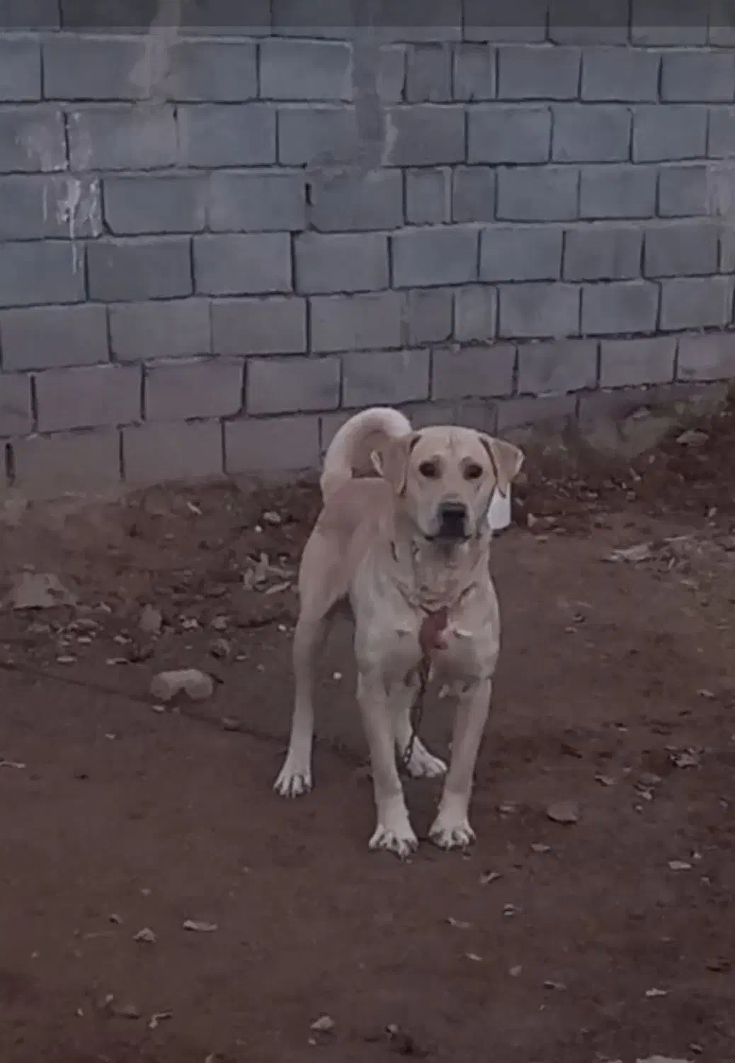 سگ عراقی.۲ ساله|سگ|رزن, |دیوار