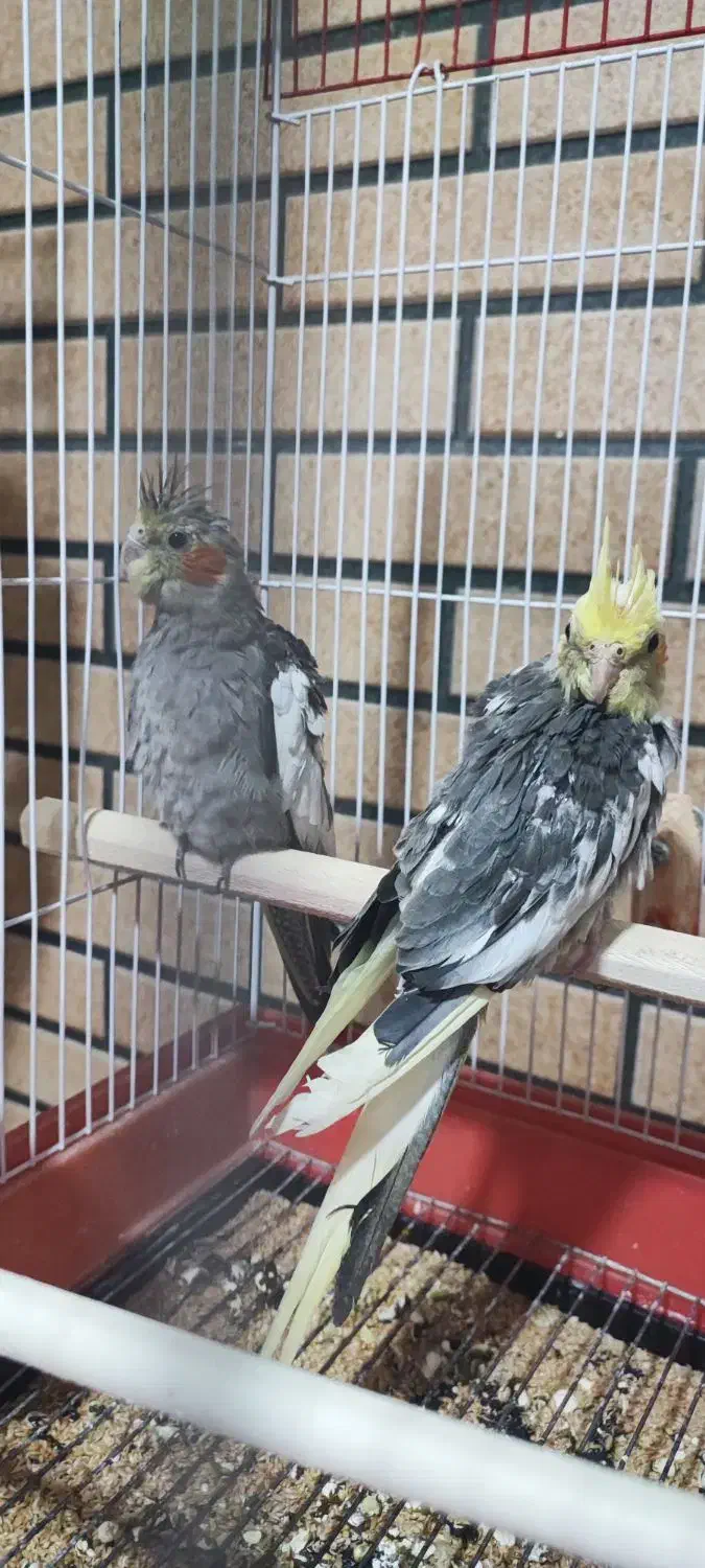 جوجه عروس هلندی|پرنده|پیر بکران, |دیوار