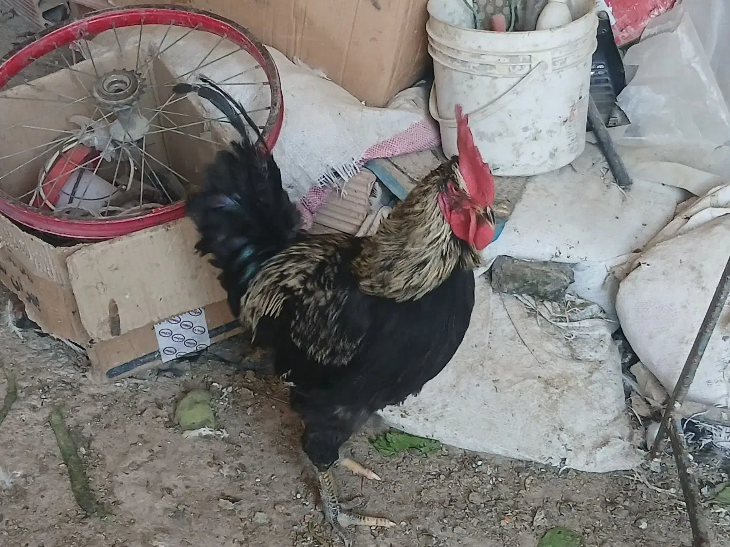 خروس مرغ و کاکلی پاپر|حیوانات مزرعه|پاکدشت, حصار امیر|دیوار