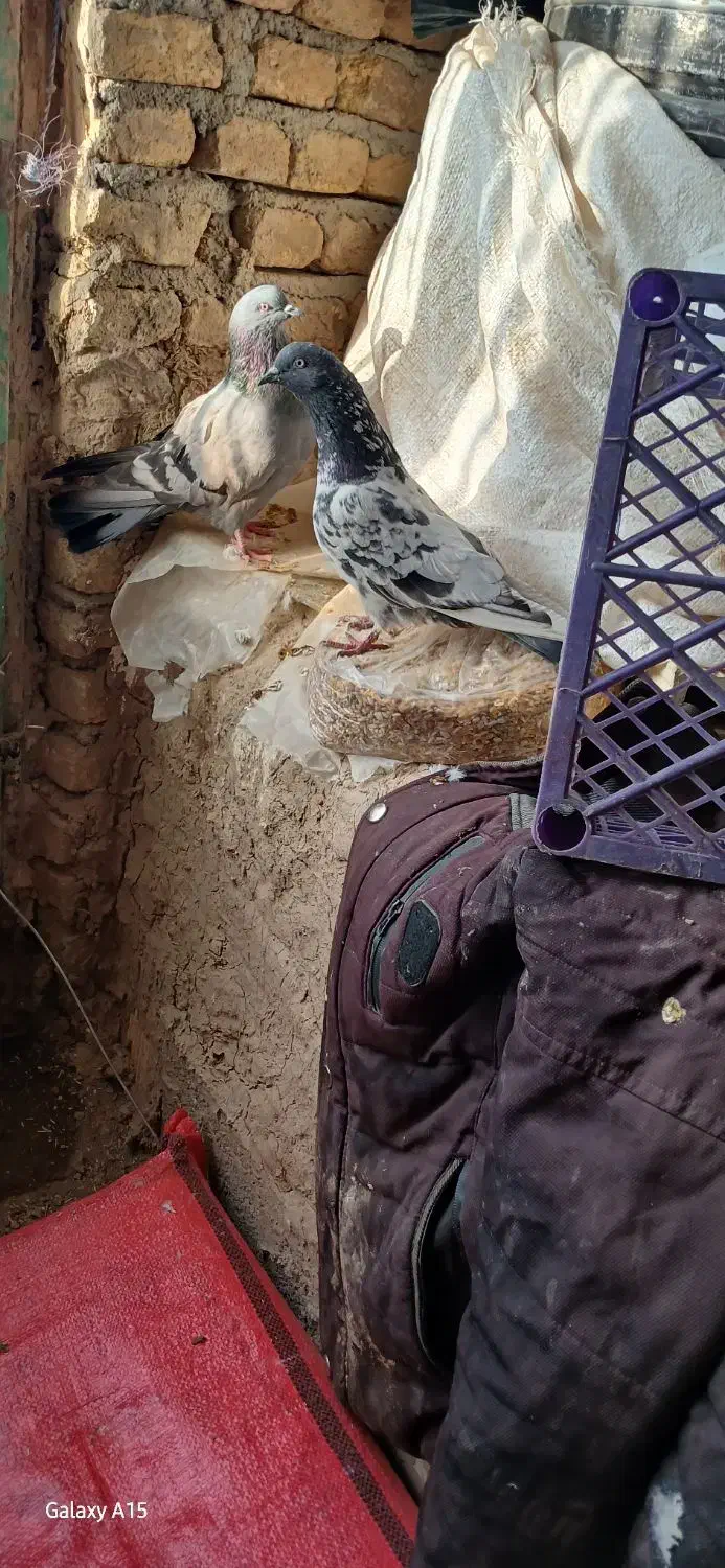 کبوترپاکستانی|پرنده|فرخ‌شهر, |دیوار