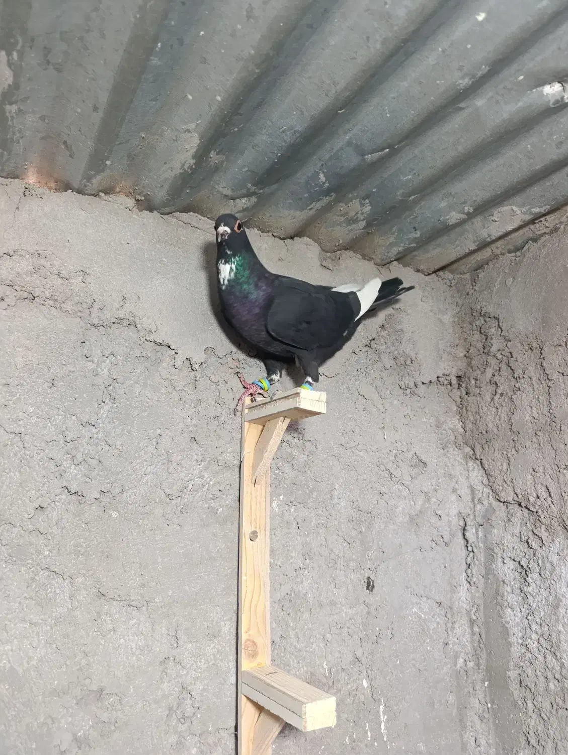 جونگ ماده پلنگ عتیقه|پرنده|زرند, |دیوار