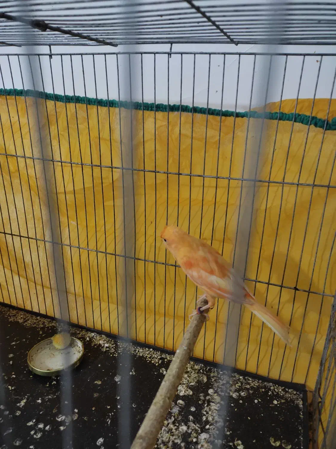 قناری رد فاکتور|پرنده|جیرفت, |دیوار