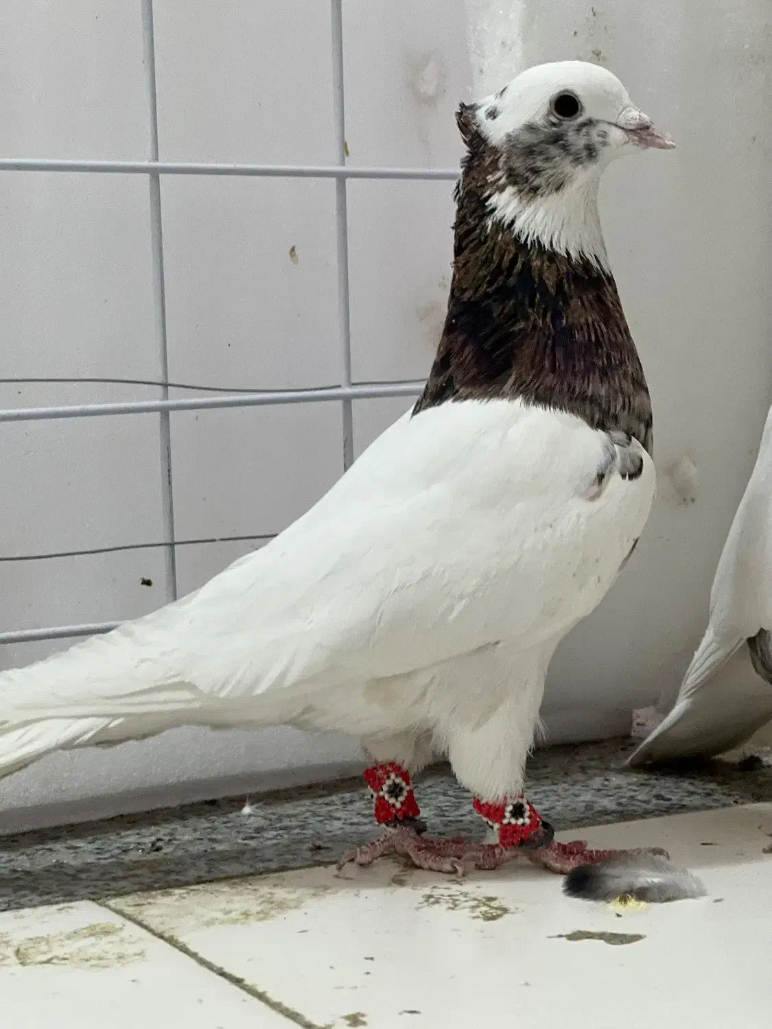 کفتر بهبونی و پلاکی|پرنده|مرودشت, ژیان|دیوار