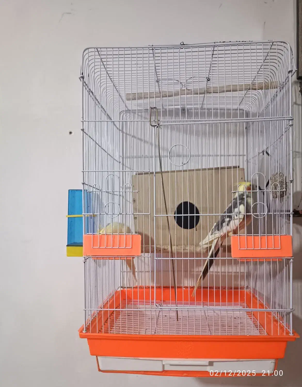 عروس هلندی|پرنده|شریف‌آباد, |دیوار