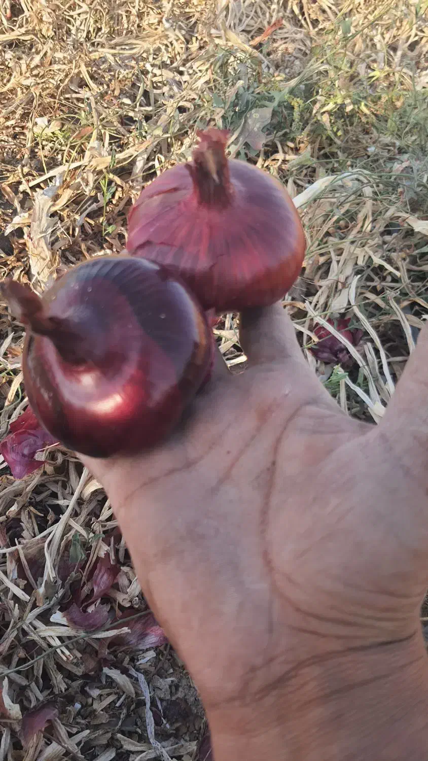 فروش پیاز قرمز درجه یک|عمدهفروشی|طسوج, |دیوار